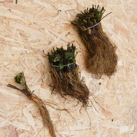 Truskawka Fenella późna FRIGO