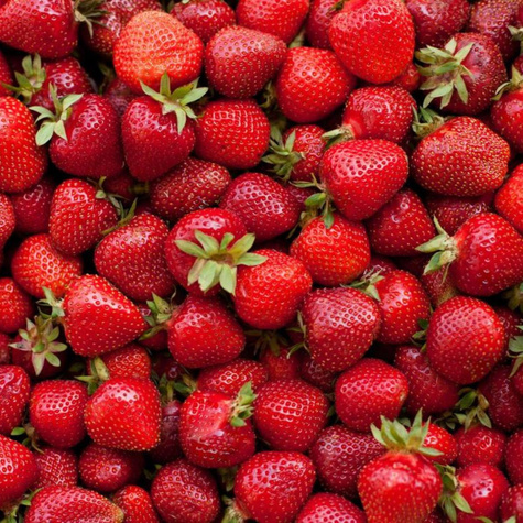 Truskawka KENT śr. wczesna idealna NA NASZ KLIMAT sadzonki truskawek 10 szt