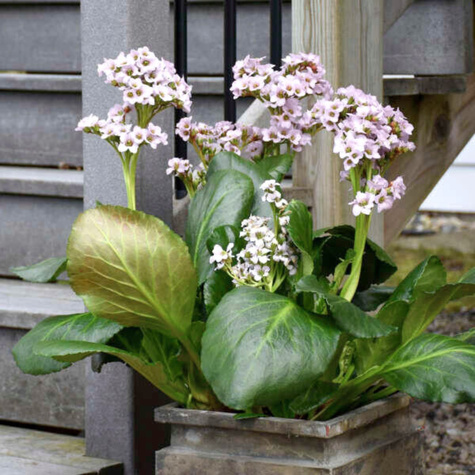 Bergenia zimozielona Harzkristall (C2)