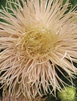 Aster chiński igiełkowy łososiowy 0,5g