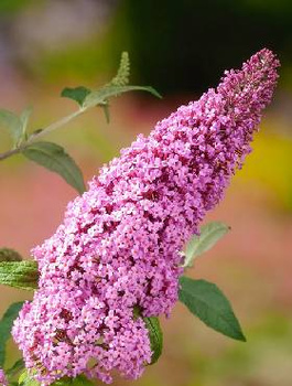 Budleja Dawida Pink Delight jasno różowa (C2)