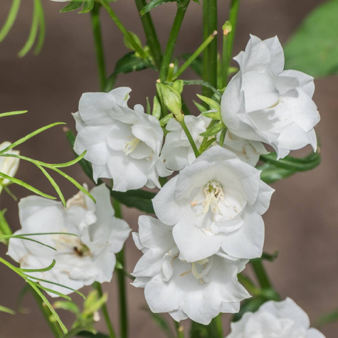 Dzwonek Brzoskwiniolistny Grandiflora Alba (C2)