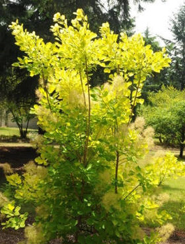 Perukowiec podolski Golden Spirit Ancot (C2)