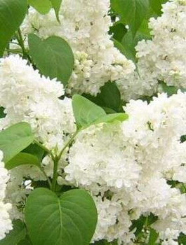 Lilak pospolity Bez Biało-kremowy Subtelny Pachnący (C2)