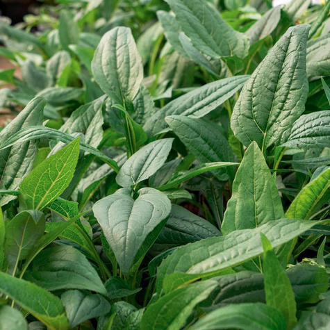 Jeżówka purpurowa niezawodna lecznicza (C2)