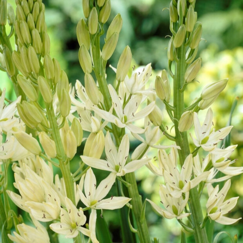 Kamasja Kwamasz biała