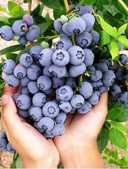 Borówka amerykańska Darrow późna (C2)