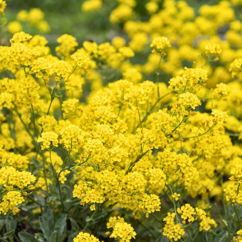 Smagliczka skalna 0,5 g Plantico