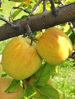 Jabłoń Golden Delicious Plant Pack