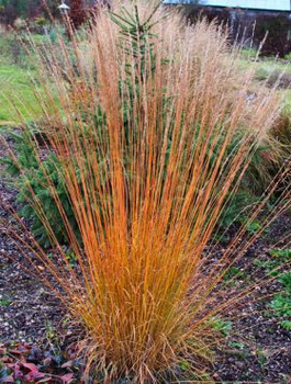 Trzęślica modra Paul Petersen (C2)