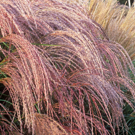 Miskant chiński Flamingo (C2)