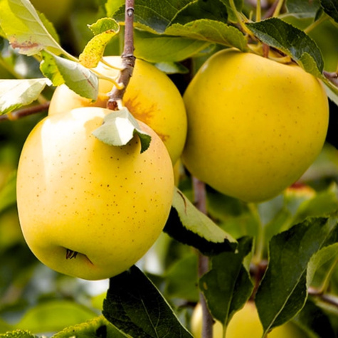 Jabłoń Golden Delicious Plant Pack