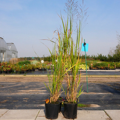 Proso rózgowate Thundercloud (C2)