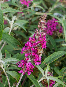 Budleja Dawida Summer Bird Raspberry (C2)