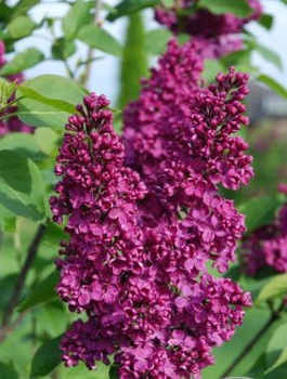 Lilak pospolity Bez Andenken an Ludwig Spath Najsilniej pachnący (C2)