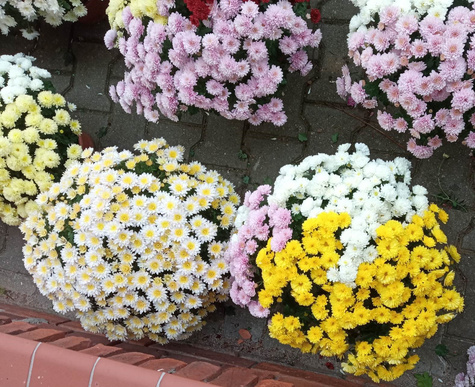 Chryzantema drobnokwiatowa biała DUŻA DONICA