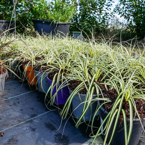 Turzyca oszimska Evergold (C2)