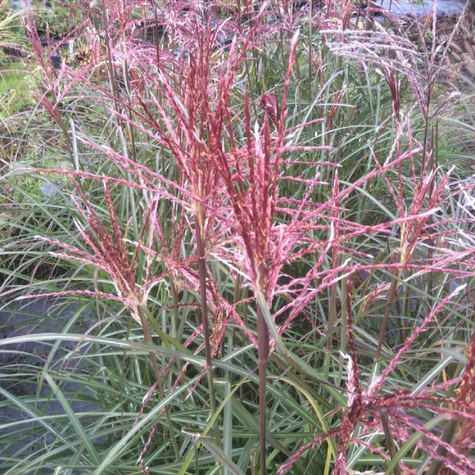 Miskant chiński Flamingo (C2)