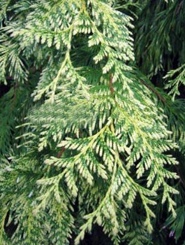 Thuja Tuja Żywotnik olbrzymi Zebrina (P9)