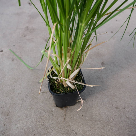 Trawa pampasowa Pink Feather (P9)