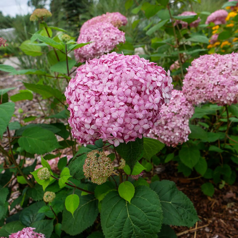 Hortensja krzewiasta Pink Annabelle (P9)