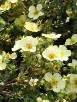 Pięciornik krzewiasty Primrose Beauty (C2)