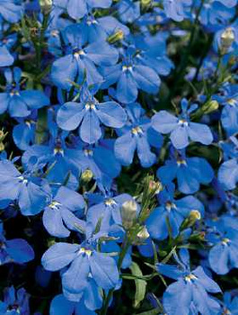 Lobelia niebieska 0,5g