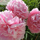 Piwonia chińska Paeonia Sarah Bernhardt (C2)