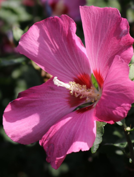 Ketmia syryjska Woodbridge (C2)