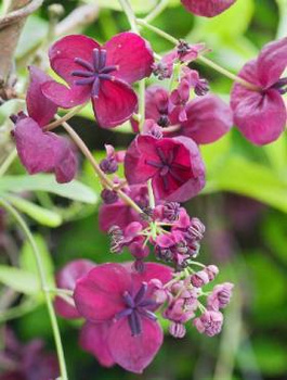 Akebia trójlistkowa