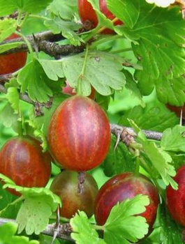 Agrest czerwony Hinnonmaki Rot w doniczce (C2)