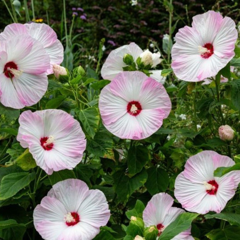 Hibiskus bagienny Luna Pink Swirl (C2)