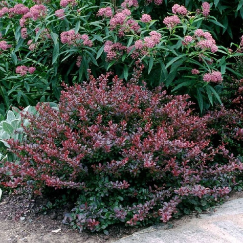 Berberys thunberga Concorde (C1.7)