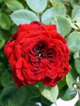 Róża szczepiona na pniu BORDOWA