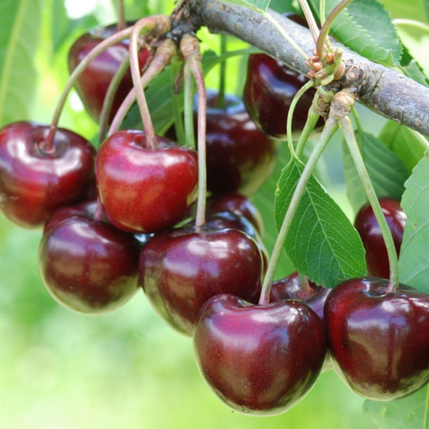 Czereśnia półkarłowa Carmen o dużych owocach Plant Pack 