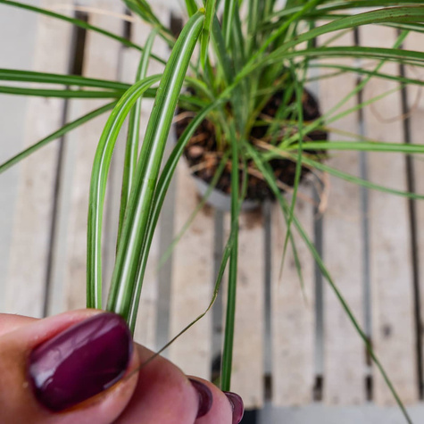 Miskant chiński Kleine Silberspinne (C2)