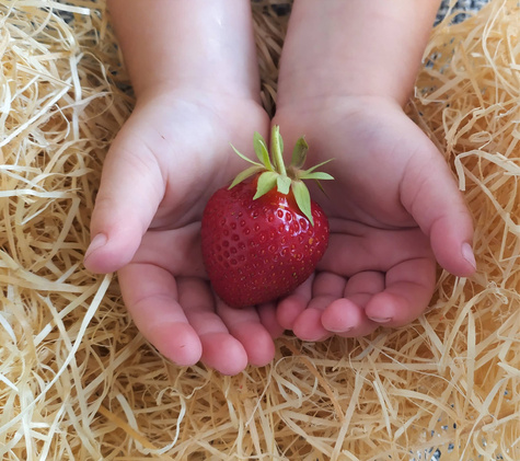 Truskawka KENT śr. wczesna idealna NA NASZ KLIMAT sadzonki truskawek 10 szt