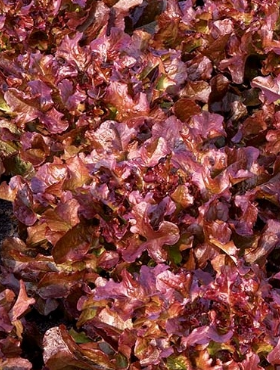 Sałata liściowa czerwona Flamenco całosezonowa 0,2g