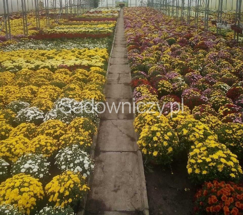 Chryzantema drobnokwiatowa biała DUŻA DONICA