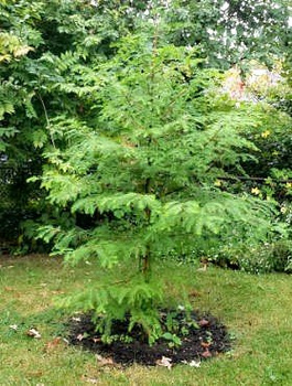 Metasekwoja chińska (C2)