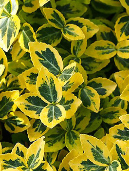 Trzmielina Fortune'a Canadale Gold (C2)