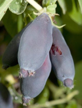 Jagoda kamczacka Leningradskij Velikan (C2)