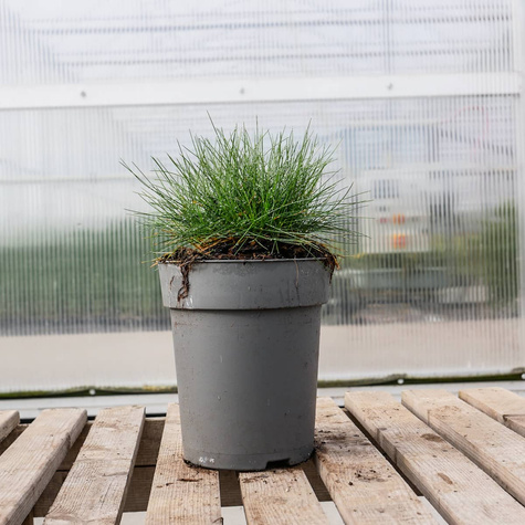 Kostrzewa miotlasta Teddybear niedźwiedzie futro (C2)