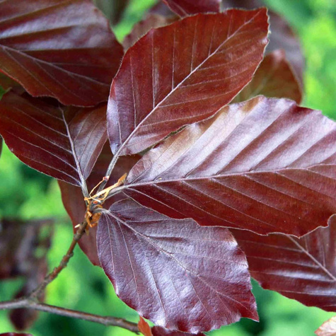 Buk pospolity zwyczajny Purpurea (C2)