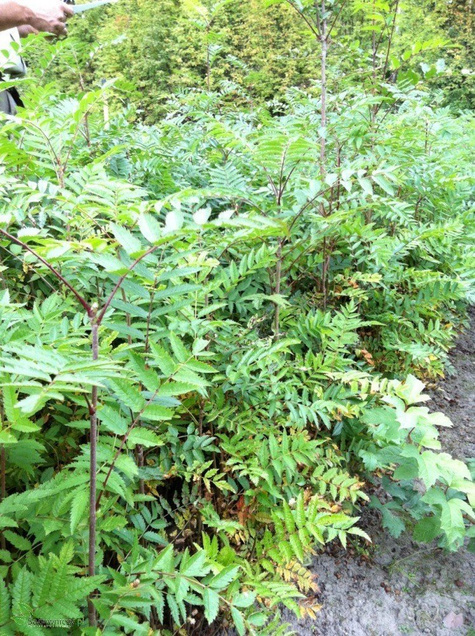 Jarzębina Jarząb pospolity obw. 12-14cm