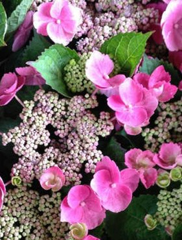 Hortensja ogrodowa Zaunkonig (C2)