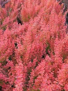 Berberys Thunberga Venice (C2)