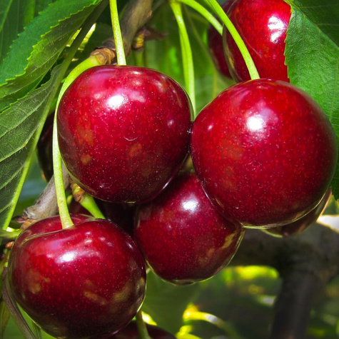 Czereśnia SAMOPŁODNA Lapins Plant Pack