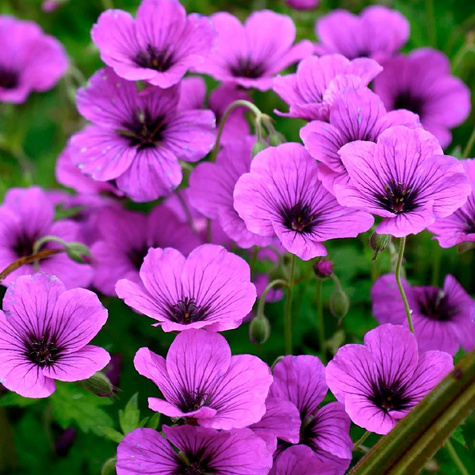 Bodziszek Anne Thomson