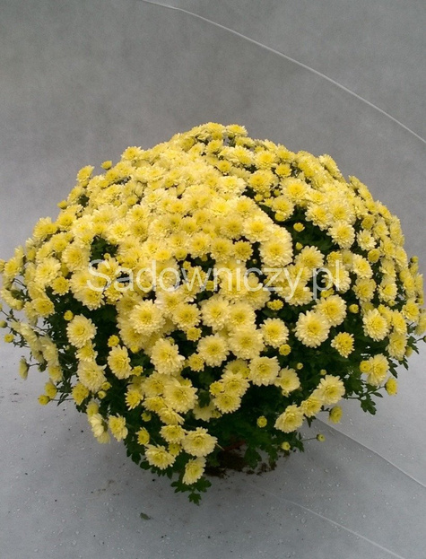 Chryzantema drobnokwiatowa cytrynowa DUŻA DONICA